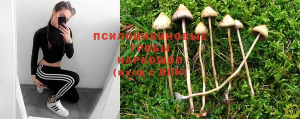 стаф Вязьма